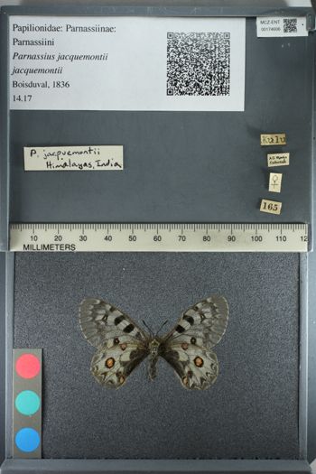 Media type: image;   Entomology 174606